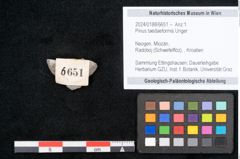 Foto (Objekt + Etikett) von Pinus taedaeformis Unger (NHMW-GEO-2024-0188-6651)